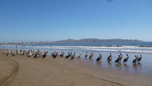 Apartamento Departamento En La Serena