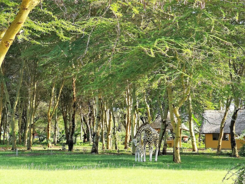 Africa Safari Lake Manyara