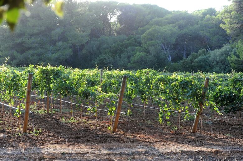 Agroturismo Tenuta Vigna Corallo