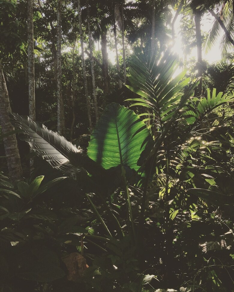 Apartamento Kaju Green Eco Lodges