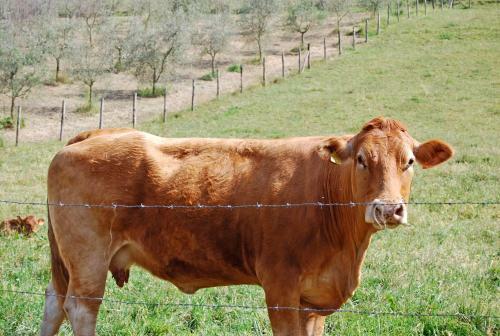 Agroturismo Trebbiolo