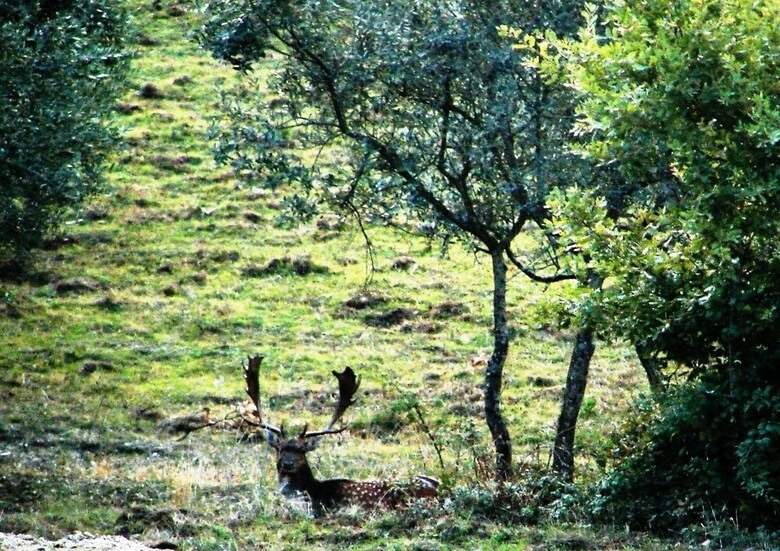 Agroturismo Poggio Corsucci
