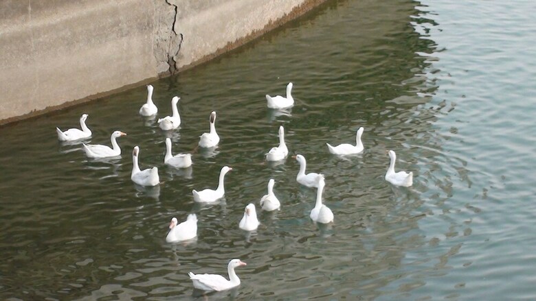Hotel Lake Retreat Bhimtal