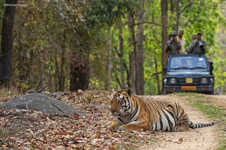 Hotel Taal Tiger Retreat
