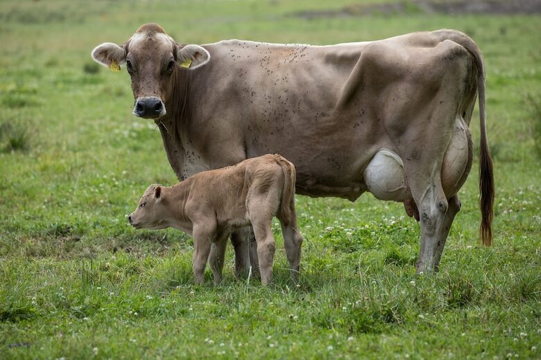 Agroturismo Steigmatt Bauernhof - Erlebnis