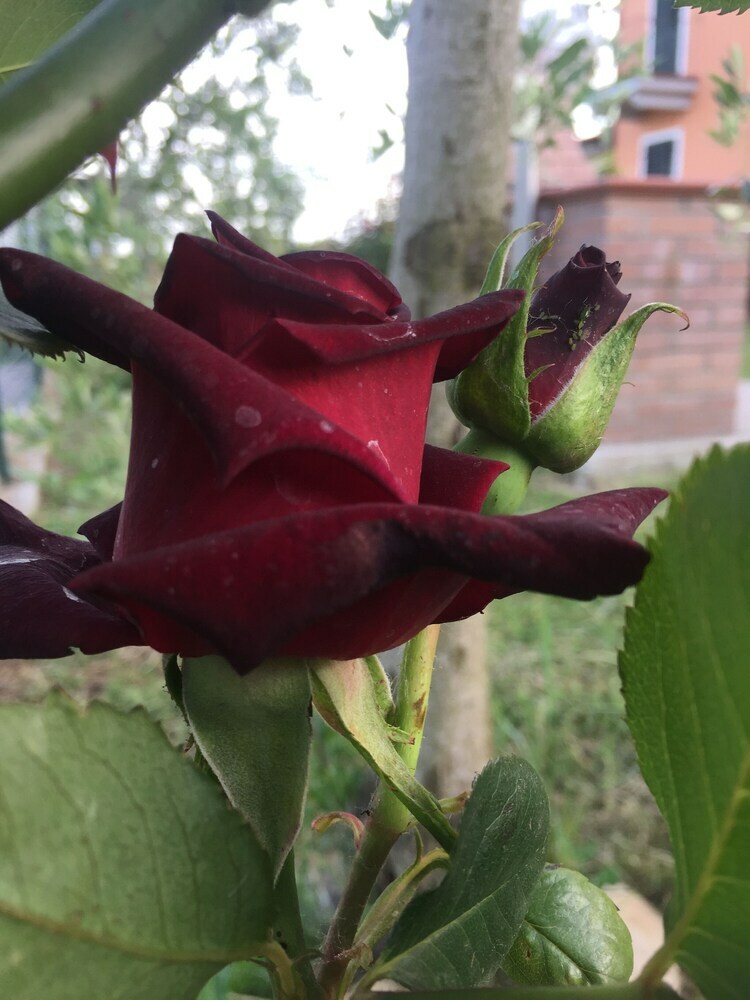 Apartamento Il Nido Delle Rose