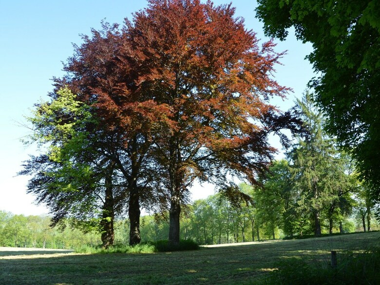 Attached Gite On The Edge Of The Forest