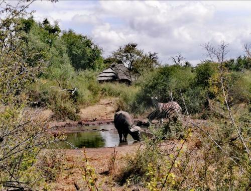 Motswiri Private Safari Lodge