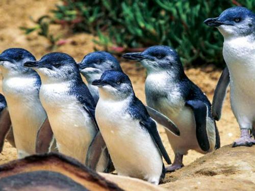 Left At The Penguins