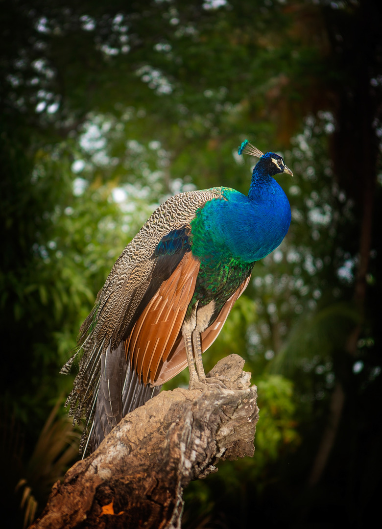 Hotel Grand Bvaro Princess All Suites Resort, Spa & Casino