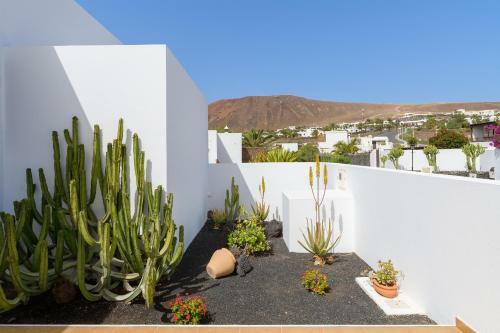 Vista Lobos Entre Volcanes Y Oceano
