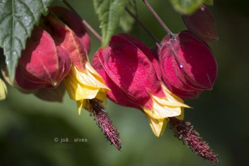 Hostal Quinta Do Burgo - Turismo Rural