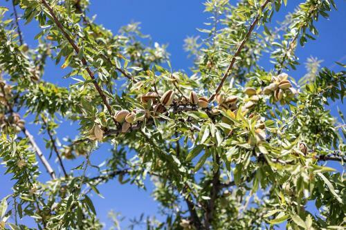 Desconexi�n Entre Olivos Centenarios