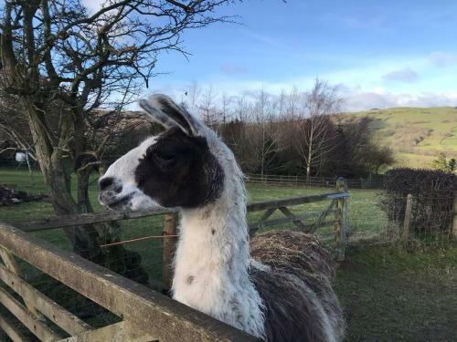 Impeccable 1-bed Cottage Near Corwen