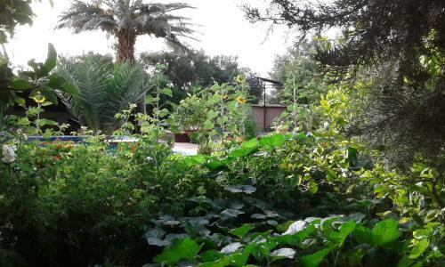Bed & Breakfast Authentik Skoura Bassatines