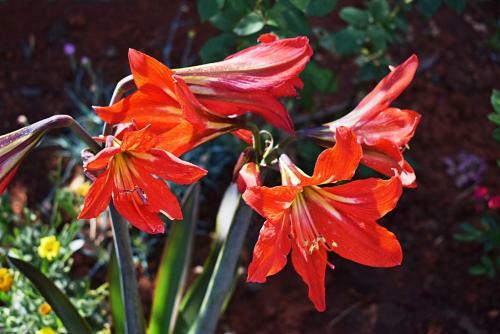 Flower Garden By M&a - Apartments