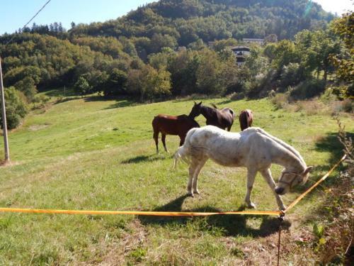 Campeggio Parco Dei Castagni
