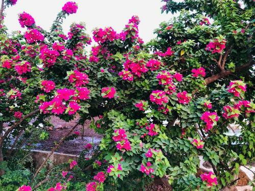 Villa Royal Meadows - Igatpuri Bungalow C
