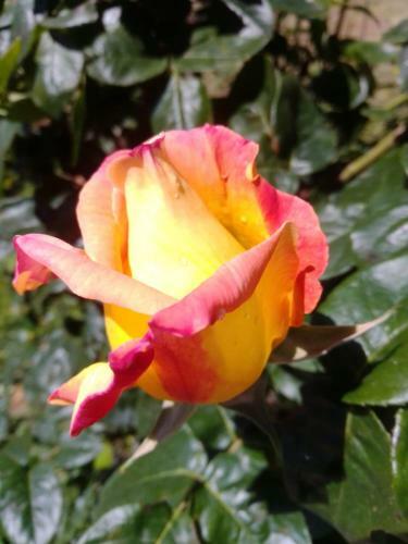 Casa Tea Bed And Breakfast & Esmeralda Home Restaurant