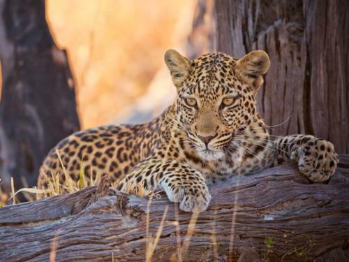 Lodge Imagine Africa Luxury Tented Camp
