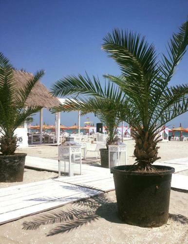 Apartamento Studio Sega Residence( Mamaia Nord)