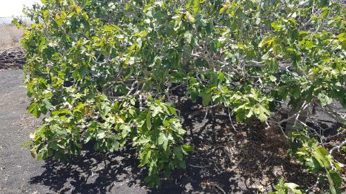 Oasis Vasiliko - Relax And Vacaciones Lanzarote