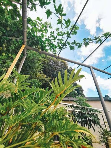 Apartamento Jiufen Back Yard Homestay