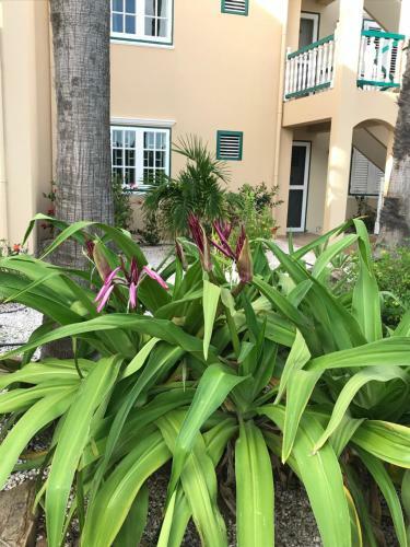 Apartamento Oceanfront Condo With Pool,breathtaking View, Wifi