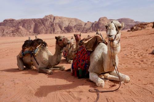 Wadi Rum Protected Area Camp