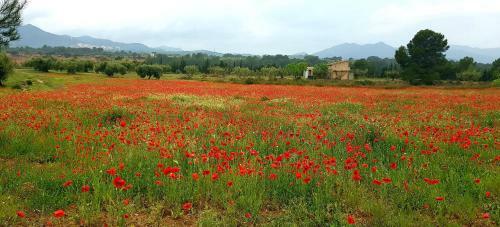 La Ultima Casa Masboquera 1 Bedroom