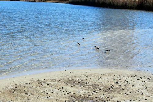 Serendipity Sands By Youngs Suncoast