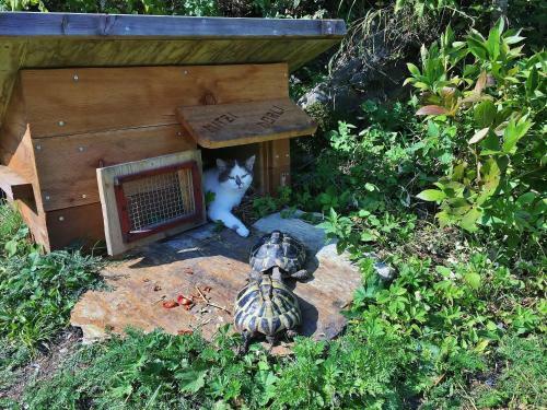 Apartamento Panoramawohnung Bauernhof Mandl
