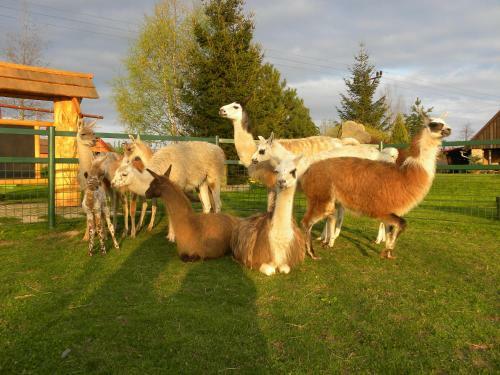 Agroturismo Farma Wenet