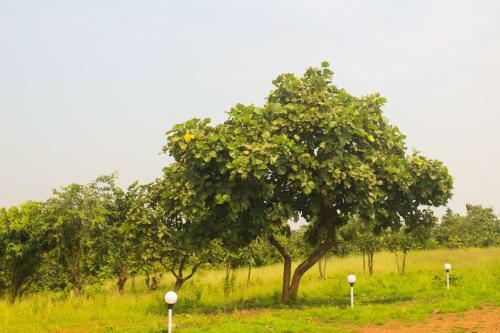 Savli Farms Camping And Adventures