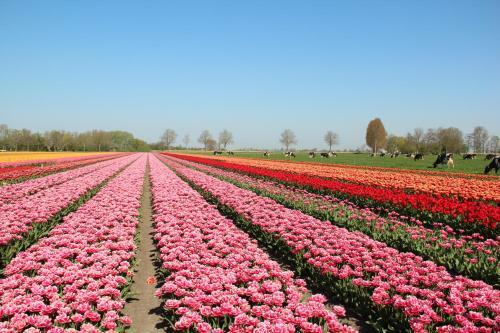 Apartamento Wijde Blick Appartement 307 - Callantsoog