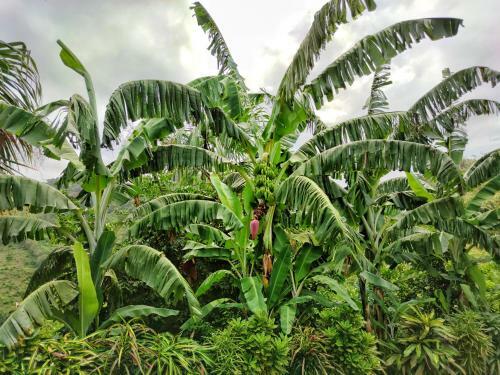 Lodge Finca Cuipo