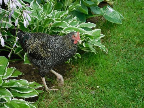 Gospodarstwo Agroturystyczne Biebrzanska Goscina
