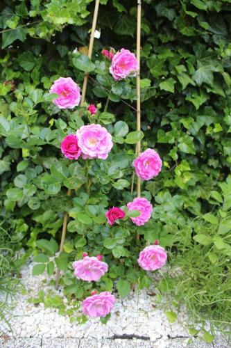 Apartament Kameralny