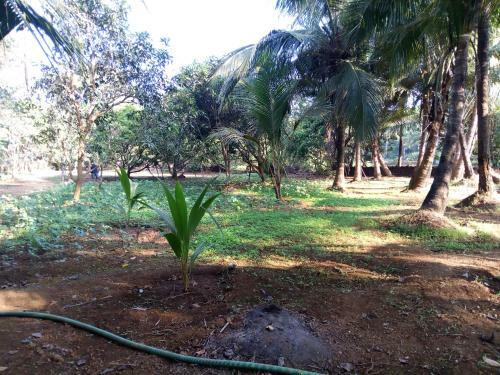 Mandrem Restzone 4bhk