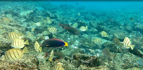 Humble Home In Hawaii