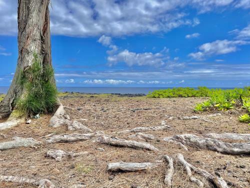 Hale Honu Home