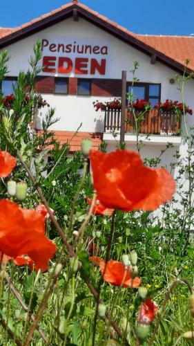 Hostal Pensiunea Eden