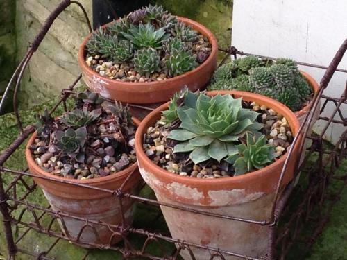 Hostal Brookfield House