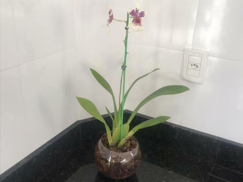 Apartamentos Bella Vista Do Vale Gramado