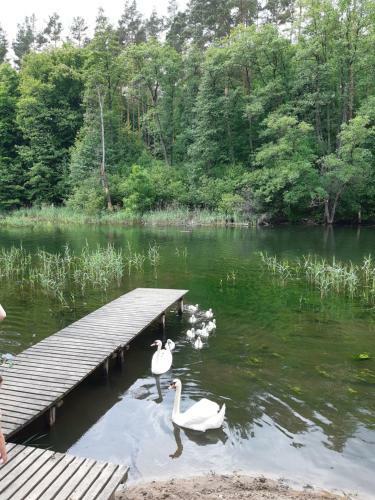 Domek Nad Krutyni?