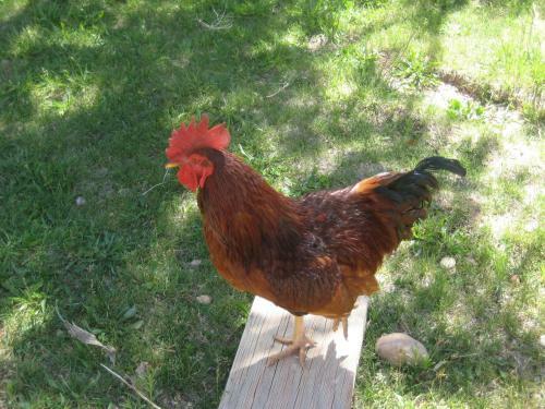 Hotel Bumbleberry Inn