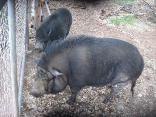 Hotel Bumbleberry Inn