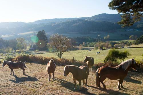 Bed & Breakfast Le Moulin Malin