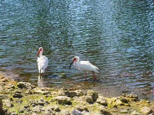 Estero Beach & Tennis 701a By Kathy Nesbit Vacations