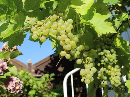 Apartamento Ferienwohnung Bienenherz